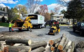 Reliable Energy, IL Tree Services Solutions