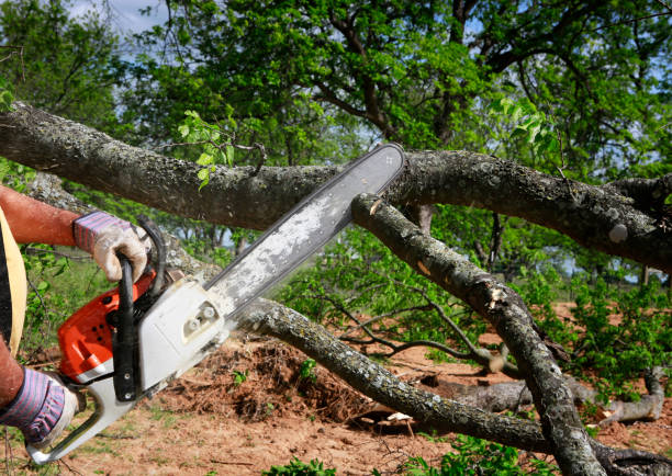 How Our Tree Care Process Works  in  Energy, IL